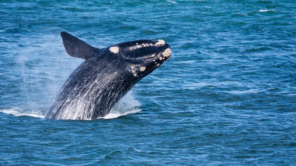 Whale Watching