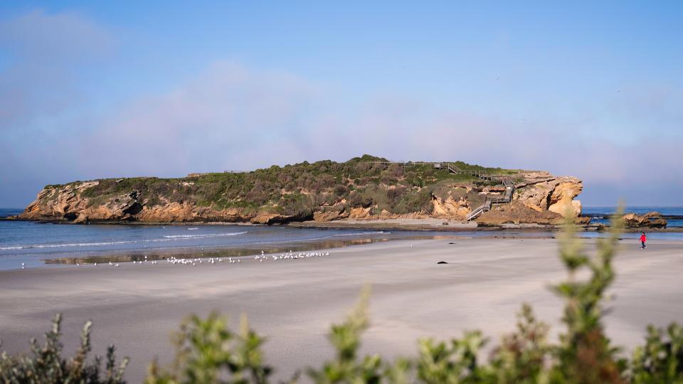 Middle Island penguins